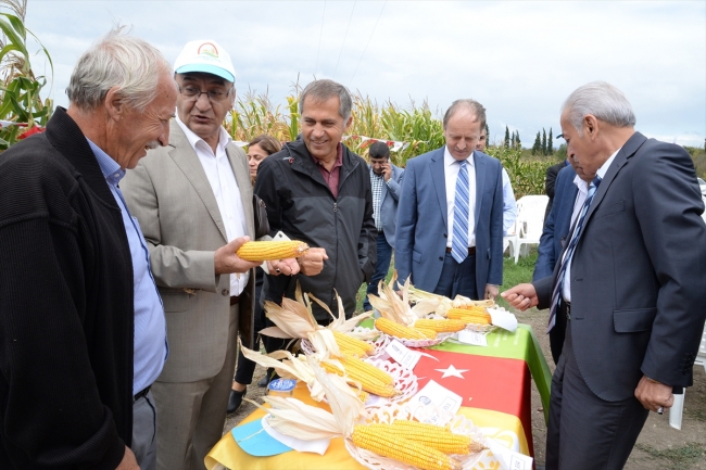 Bursa'da yerli mısırlar Tarla Günü'nde tanıtıldı